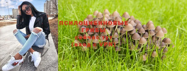 прущие грибы Абаза