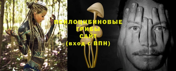 прущие грибы Абаза